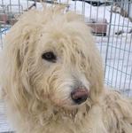 Biała dama z Przysietnicy już się nie błąka. Czeka na właściciela albo nowy dom [ZDJĘCIA]