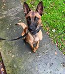 Sad - nowy czworonożny funkcjonariusz w Nowym Sączu