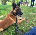 Sad - nowy pies patrolowo-tropiący - Twój Sącz