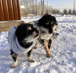 Mróz daje się we znaki również zwierzętom w schroniskach. Jak radzą sobie w Nowym Sączu i Wielogłowach?