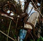 Ale piękny. Także i on musiał przywyknąć do obecności plastiku