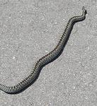 Żmije na ścieżce pieszo-rowerowej, z której korzysta mnóstwo osób. UWAŻAJCIE