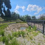 Koniec prac na "Kocich Plantach". Wiemy co stało się z rybkami i kijankami z oczka wodnego [ZDJĘCIA]