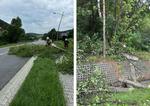 Nowa Wieś. Drzewo uszkodziło szybę jadącego samochodu
