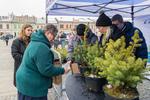 Kolejka po drzewka w Nowym Sączu. Rozdawano je za baterie [zdjęcia]