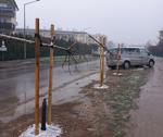Ktoś zniszczył nowo posadzone drzewa przy ul. 29 listopada - Nowy Sącz Info