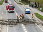 Nowy Sącz. Drzewo przewróciło się na ul. Bulwar Narwiku