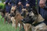 Małopolskie eliminacje do XXIII Kynologicznych Mistrzostw Policji psów służbowych